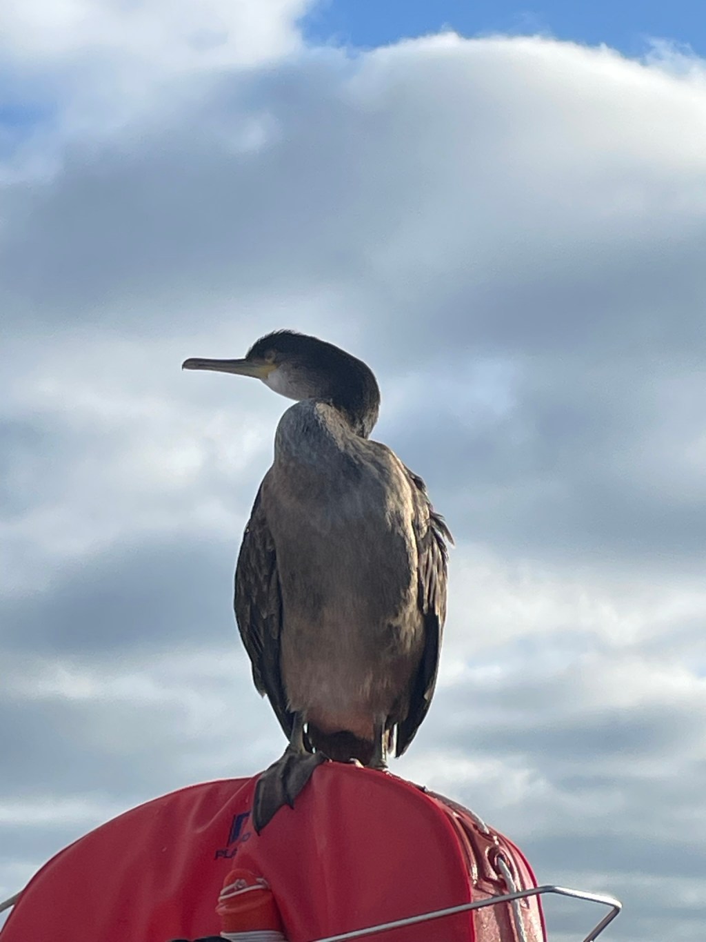 The Common Cormorant…
